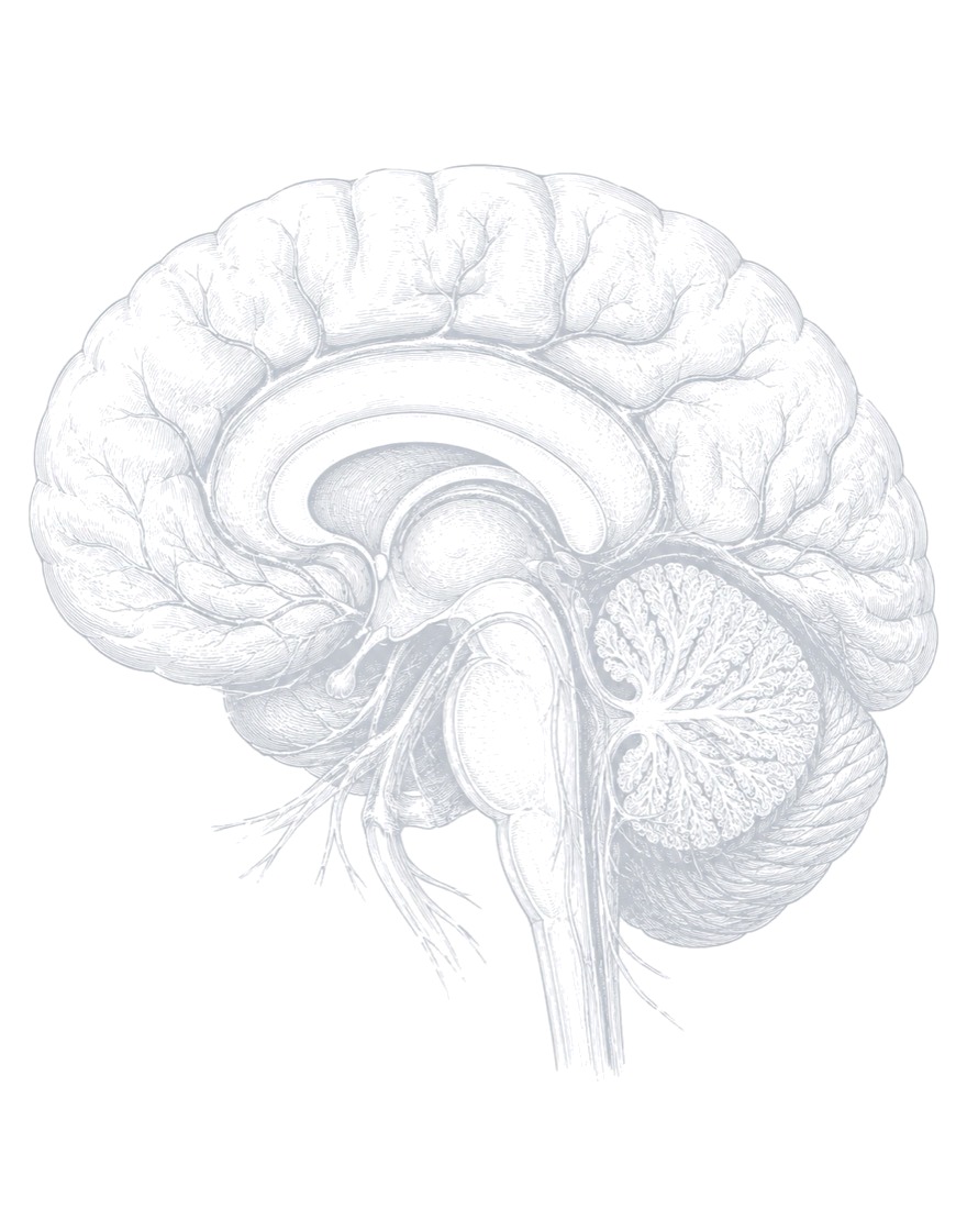 Medial view of the human brain — anatomical engraving